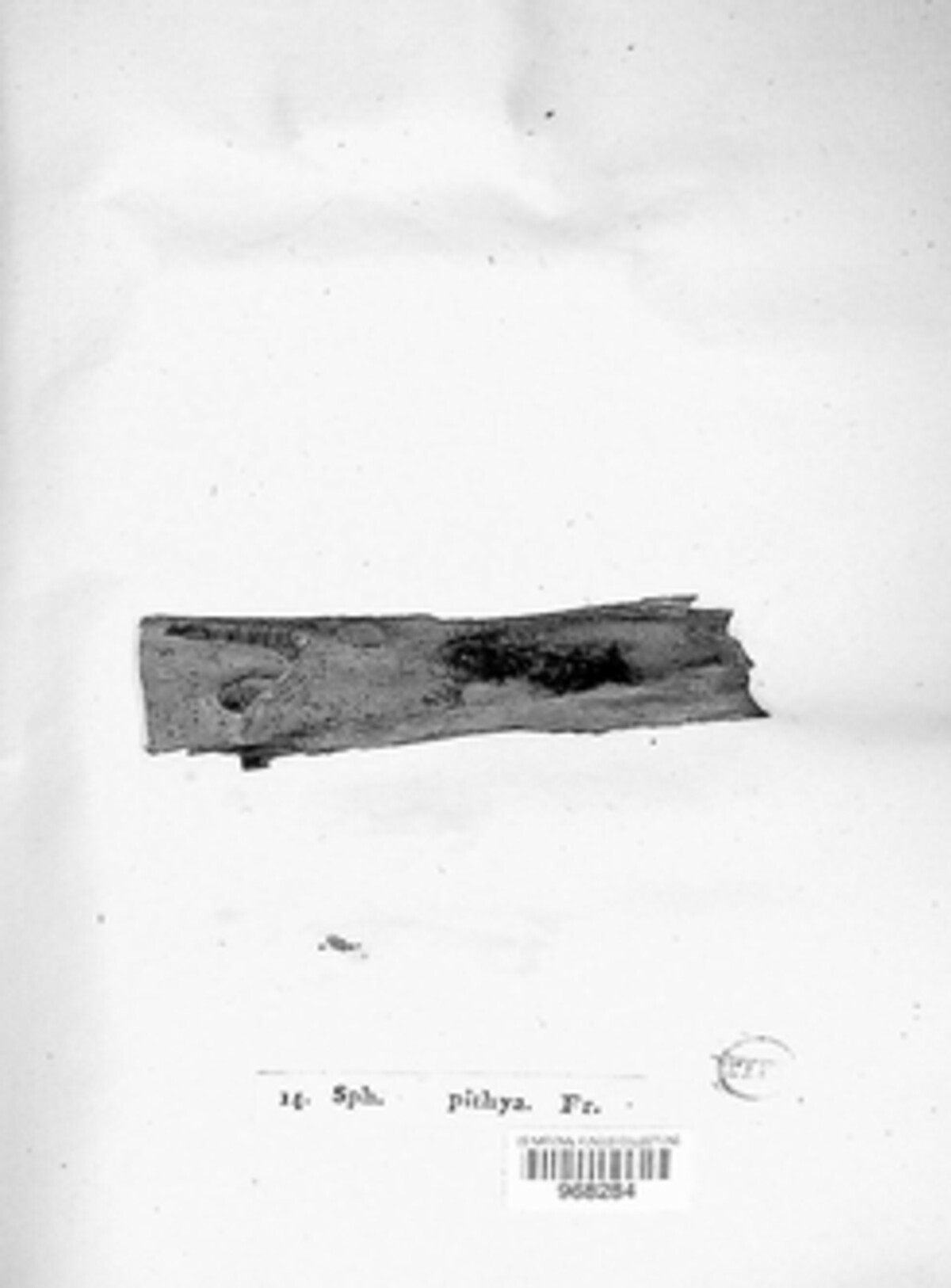 Tympanis pithya image